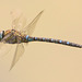 IMG 4060 Dragonflyv2