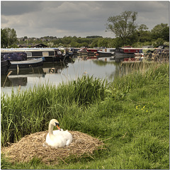 Swan's Nest