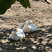 Geese, Finca Son Real