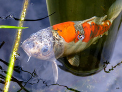 P1210673 - mb - Koi Fish - Nothing to eat for me?