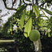 Unknown fruit, hanging like a testicle