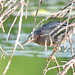 Green Heron