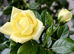 Rose Guy's Gold