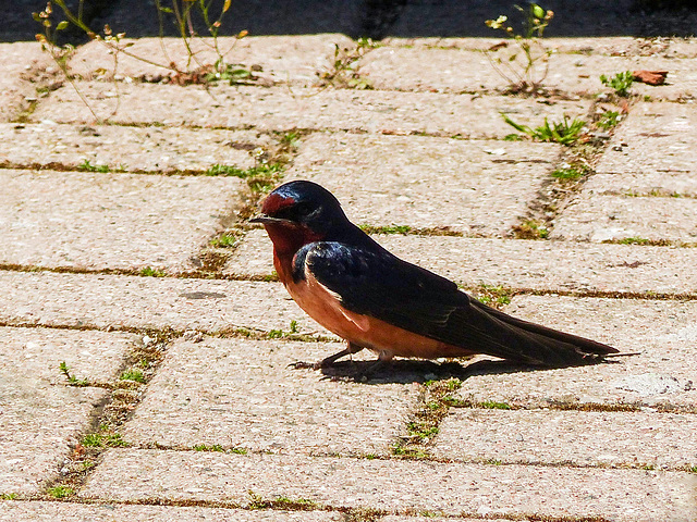 Day 2, Barn Swallow, Rondeau PP