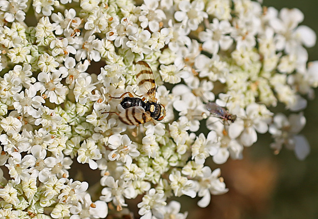 Picture Wing Fly on Umbellifer