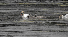 20190611 5007CPw [R~GB] Höckerschwan (Cygnus olar) [JV], Bosherston Lily ponds, Wales