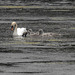 20190611 5007CPw [R~GB] Höckerschwan (Cygnus olar) [JV], Bosherston Lily ponds, Wales