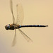 IMG 4061 Dragonflyv2