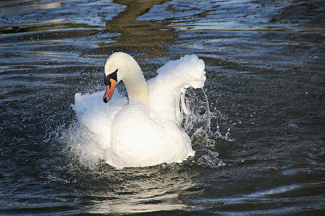 Schwan beim Baden