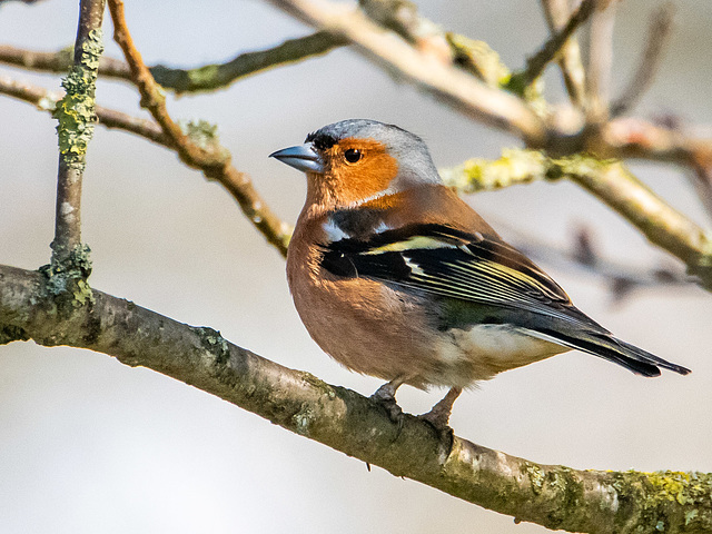 Chaffinch