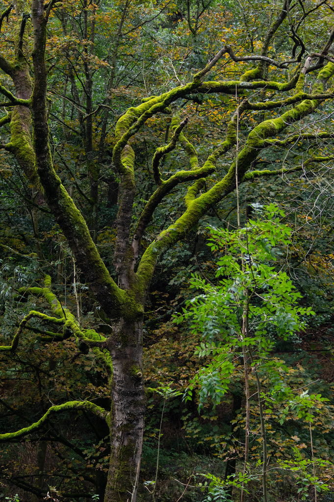 Same tree - portrait version
