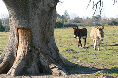 Le vieux chêne et les ânes