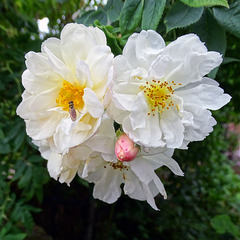 Rosa 'Princesse de Nassau'