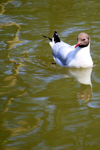 Une mouette rieuse