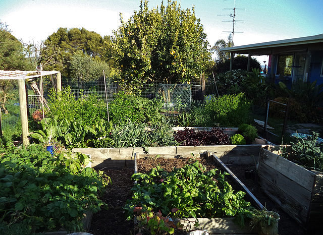 spring vegie garden