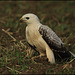 BUSE VARIABLE