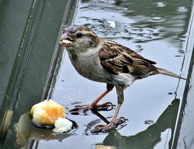 Wet Sparrow.