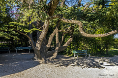 Mehrstammbaum