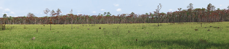 Longleaf pine savannah in the Apalachicola National Forest, Liberty County Florida