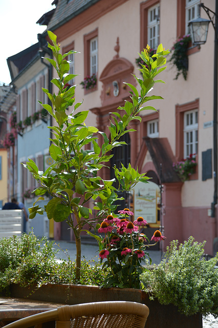 Leben in der Altstadt