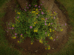The lantana plants brighten any dreary site