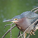 Green Heron