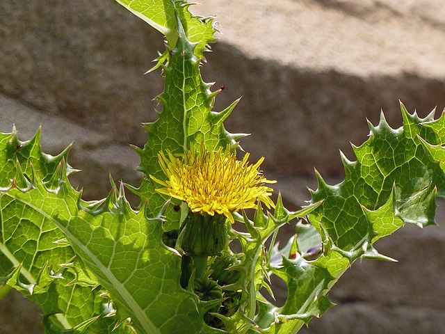 Sowthistle