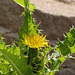 Sowthistle