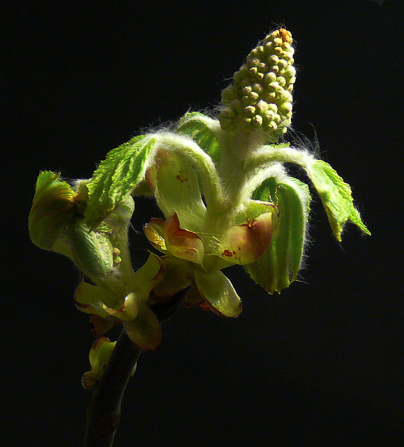 Beginn einer Kastanienblüte