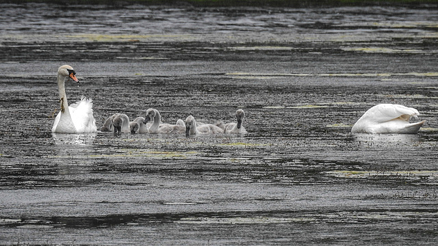 20190611 5008CPw [R~GB] Höckerschwan (Cygnus olar) [JV], Bosherston Lily ponds, Wales