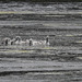 20190611 5008CPw [R~GB] Höckerschwan (Cygnus olar) [JV], Bosherston Lily ponds, Wales