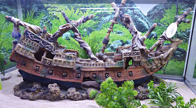 une balade en bateau ? une balade en bateau ?
