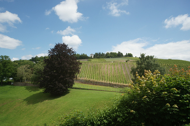 Looking Up To Sickingenstrasse