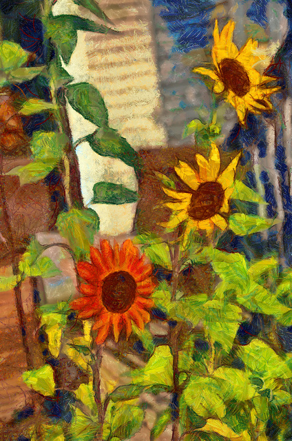 sunflowers