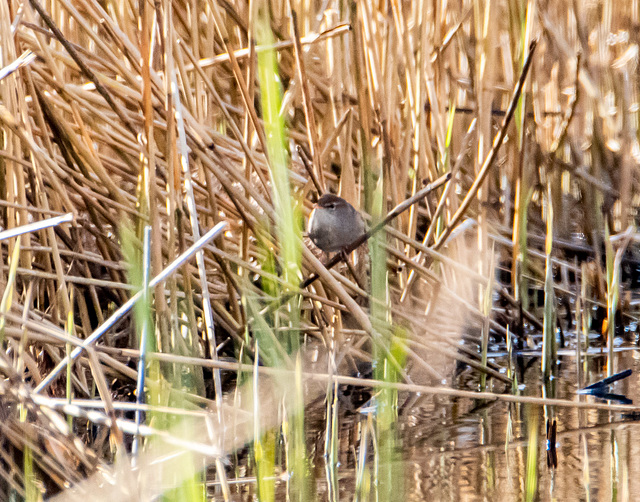 Cetti's warbler