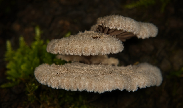 Der Gemeine Spaltblättling (Schizophyllum commune)am Baumstamm :)) The common split-leaf fungus (Schizophyllum commune) on the tree trunk :)) Le champignon commun à feuilles fendues (Schizophyllum com