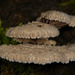 Der Gemeine Spaltblättling (Schizophyllum commune)am Baumstamm :)) The common split-leaf fungus (Schizophyllum commune) on the tree trunk :)) Le champignon commun à feuilles fendues (Schizophyllum commune) sur le tronc de l'arbre :))