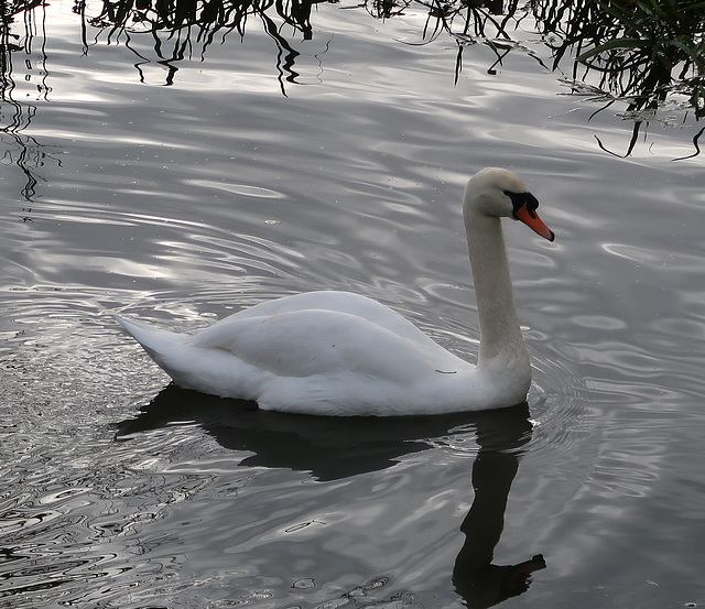 Swan on the Isle