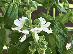 Basilikum-Blüte