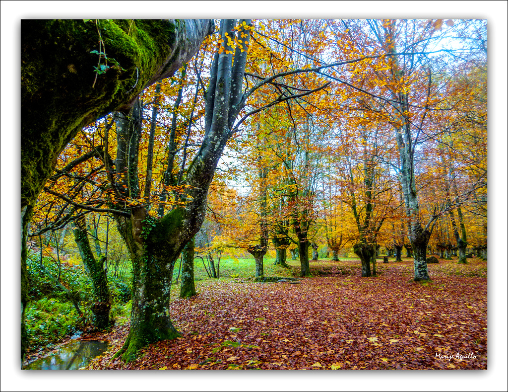 Glorioso otoño