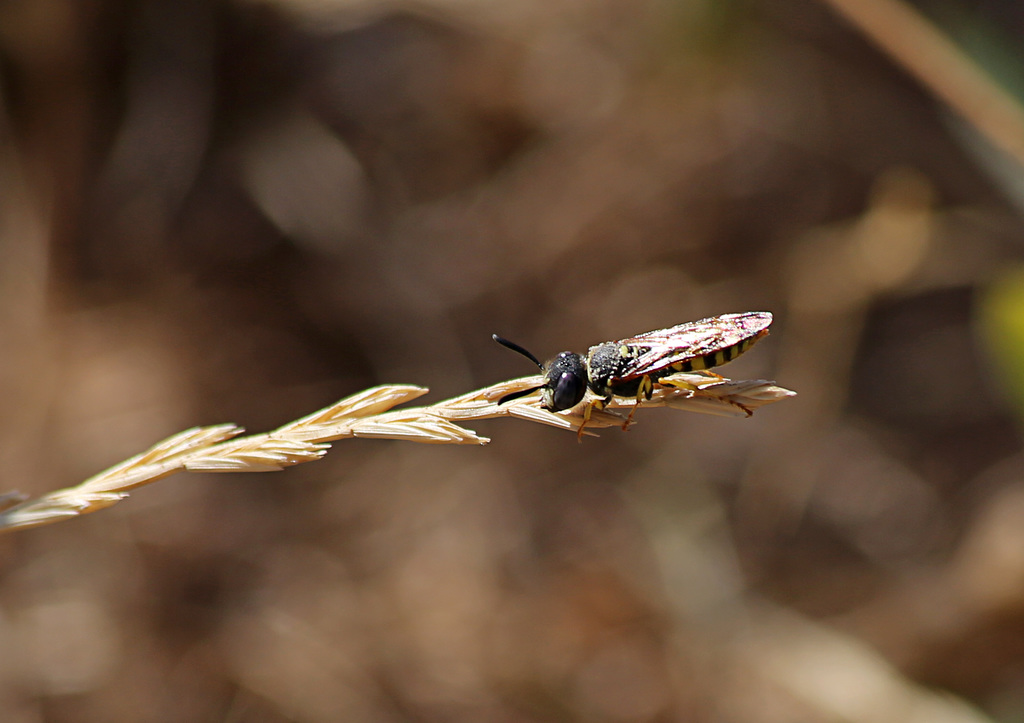 Little Wasp or Bee Again