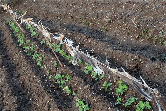 Penedos, Scarecrow Penedos, Scarecrow