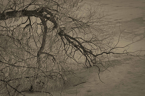 locked in ice B&W