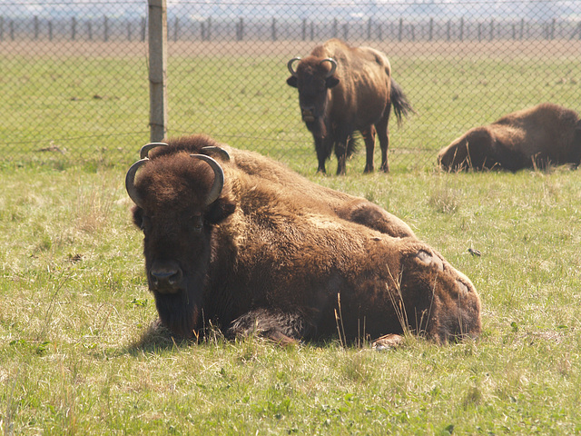 Бизоны / Bisons