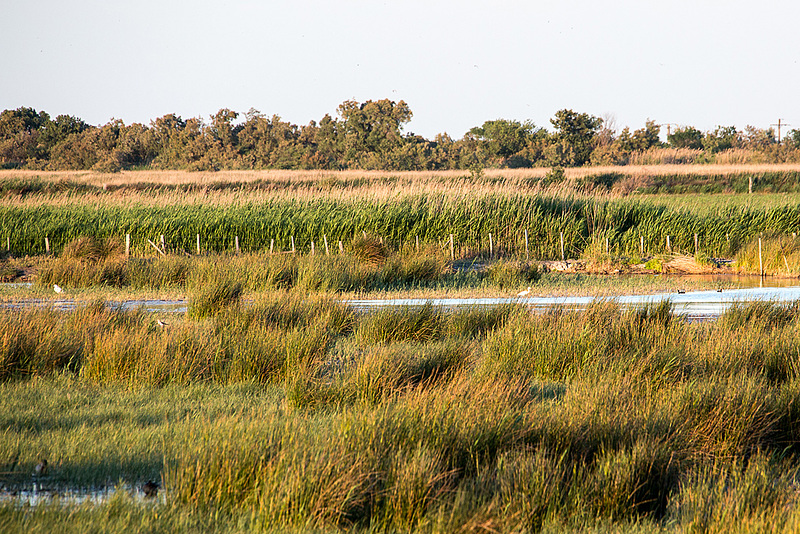 20150525 8226VRAw [F] Sumpf, Seidenreiher, Silberreiher, Stelzenläufer, Tour Carbonnière, Camargue
