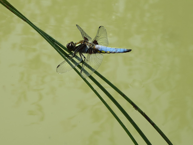 Dragonfly