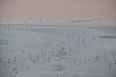 Bolivian Altiplano, Thousands of Flamingos on the Laguna Colorada