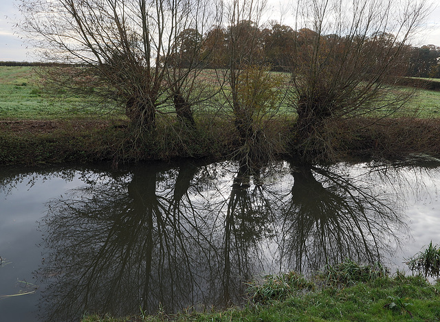 Pollarded willows