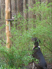 Asker Garip watching a squirrel