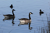 EOS 60D Unknown 09 24 47 2367 GeeseGoldeneye dpp